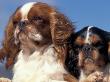 Two King Charles Cavalier Spaniel Adults by Adriano Bacchella Limited Edition Print