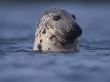 Grey Seal Watching From Water by Niall Benvie Limited Edition Print