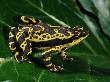 Harlequin Frog, Amazonia, Ecuador by Pete Oxford Limited Edition Print