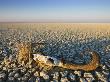 Animal Skull On Cracked Earth, Dry Landscape, Namibia by Tony Heald Limited Edition Print