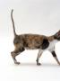 Domestic Cat, Blue-Cream-And-White (Dilute Tortoiseshell) Cornish Rex Female by Jane Burton Limited Edition Print