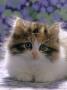 Domestic Cat, 8-Week, Fluffy Tortoiseshell-And-White Kitten by Jane Burton Limited Edition Pricing Art Print