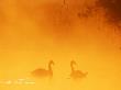 Silhouette Through Mist Of Two Mute Swans, On Water, Uk by David Tipling Limited Edition Pricing Art Print