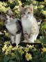 Domestic Cat, 10-Week Sisters, Tabby-Tortoiseshell-And-White Kittens Amongst Primroses by Jane Burton Limited Edition Print