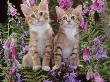 Two Domestic Ginger Kittens (Felis Catus) Surrounded By Flowers by Jane Burton Limited Edition Print
