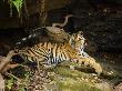 Tiger, Lying On Stone And Flicking Tail, Bandhavgarh National Park, India by Tony Heald Limited Edition Print