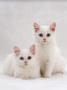 Domestic Cat, Two White Kittens, Persian-Cross Sisters, One Amber And One Odd-Eyed by Jane Burton Limited Edition Print