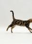 Domestic Cat, Young Brown Blotch Bengal Juvenile Running Profile by Jane Burton Limited Edition Print