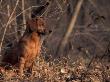 Tyrolean Bloodhound Sitting In Dry Leaves by Adriano Bacchella Limited Edition Print