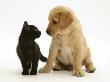 Black Domestic Kitten (Felis Catus) And Labrador Puppy (Canis Familiaris) Looking At Each Other by Jane Burton Limited Edition Print