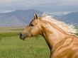 Palomino Quarter Horse Stallion, Head Profile, Longmont, Colorado, Usa by Carol Walker Limited Edition Print