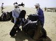 Packing Up A Camel, Morocco by Michael Brown Limited Edition Print