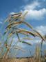 Rye Growing In Field, Germany by Petra Wegner Limited Edition Print