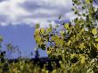 Aspen Leaves In Fall, Boulder by Michael Brown Limited Edition Print