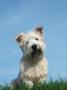 Head Portrait Of Irish Glen Of Imaal Terrier Dog by Petra Wegner Limited Edition Print