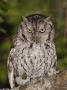 Eastern Screech-Owl Adult At Night, Texas, Usa, April 2006 by Rolf Nussbaumer Limited Edition Print