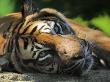 Sumatran Tiger Resting. Captive, Iucn Red List Of Endangered Species by Eric Baccega Limited Edition Print