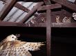 Barn Owl Adult Bringing Mouse Prey To Young In Nest, Rio Grande Valley, Texas, Usa by Rolf Nussbaumer Limited Edition Print