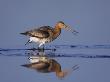 Black-Tailed Godwit Adult In Breeding Plumage, Calling, Lake Neusiedl, Austria by Rolf Nussbaumer Limited Edition Print