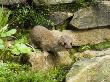 Weasel Looking Alert By Stone Wall, Uk by Andy Sands Limited Edition Print