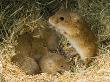 Harvest Mouse Mother Standing Over 1-Week Babies In Nest, Uk by Andy Sands Limited Edition Print