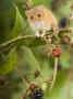 Harvest Mouse Perching On Bramble With Blackberries, Uk by Andy Sands Limited Edition Print