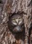 Ferruginous Pygmy-Owl Young Looking Out Of Nest Hole, Rio Grande Valley, Texas, Usa by Rolf Nussbaumer Limited Edition Print