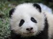 Giant Panda Baby, Aged 5 Months, Wolong Nature Reserve, China by Eric Baccega Limited Edition Print