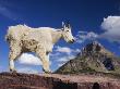 Mountain Goat Adult Shedding Winter Coat, Mount Reynolds, Glacier National Park, Montana, Usa by Rolf Nussbaumer Limited Edition Print