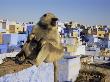 Hanuman Langur Mother And Young Sitting On Roof, Jodhpur, India by Jean-Pierre Zwaenepoel Limited Edition Print