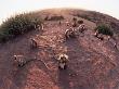 Hanuman Langur Group Sunning And Socialising, Thar Desert, Rajasthan, India by Jean-Pierre Zwaenepoel Limited Edition Print