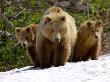 Brown Bear Mother With Cubs, Valley Of The Geysers, Kronotsky Zapovednik, Russia by Igor Shpilenok Limited Edition Print