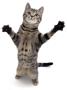 Brown Spotted Tabby Cat Male Standing And Reaching Up by Jane Burton Limited Edition Print