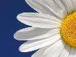 Marguerite Oxeye Daisy Detail, Devon, Uk by Ross Hoddinott Limited Edition Print