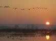 Common Cranes Flying In Formation At Sunrise, Hornborgasjon Lake, Sweden by Inaki Relanzon Limited Edition Print