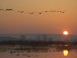 Common Cranes Flying In Formation At Sunrise, Hornborgasjon Lake, Sweden by Inaki Relanzon Limited Edition Pricing Art Print