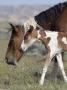 Wild Horse Mustang In Mccullough Peaks, Wyoming, Usa by Carol Walker Limited Edition Print