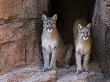 Two Puma Mountain Lion Cougar At Cave Entrance. Arizona, Usa by Philippe Clement Limited Edition Print
