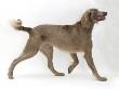 Long-Haired Weimaraner Dog Walking by Jane Burton Limited Edition Print