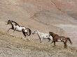 Two Paint Horses And A Grey Quarter Horse Running Up Hill, Flitner Ranch, Shell, Wyoming, Usa by Carol Walker Limited Edition Print