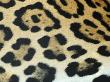 Close-Up Of Jaguar Fur, Costa Rica by Edwin Giesbers Limited Edition Print