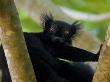 Black Lemur Male, Nosy Komba, North Madagascar, Iucn Vulnerable by Inaki Relanzon Limited Edition Print