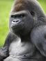 Male Silverback Western Lowland Gorilla Portrait, France by Eric Baccega Limited Edition Print