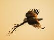 African Fish Eagle Carrying Nesting Material, Chobe National Park, Botswana May 2008 by Tony Heald Limited Edition Print