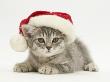 Grey Spice Kitten Wearing A Father Christmas Hat by Jane Burton Limited Edition Print
