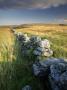 Dry Stone Wall And Moorland Grassland, Late Evening Light, Dartmoor Np, Devon, Uk. September 2008 by Ross Hoddinott Limited Edition Print