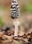 Magpie Fungus In Beech Wood, Cornwall, Uk by Ross Hoddinott Limited Edition Print