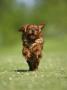 Cavalier King Charles Spaniel, Ruby, 10 Month, Running Fast In Garden by Petra Wegner Limited Edition Print