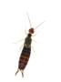 Common Earwig Female, Scotland, Uk by Niall Benvie Limited Edition Print