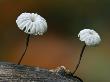 Pinwheel Mushroom Collared Parachute Fungus(Marasmius Rotula), Belgium by Philippe Clement Limited Edition Pricing Art Print